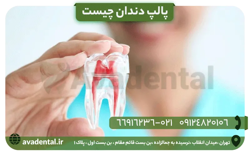 پالپ دندان چیست